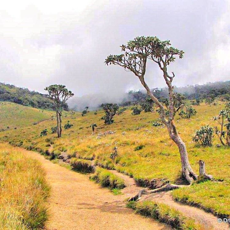 Horton Plains National Park grassland