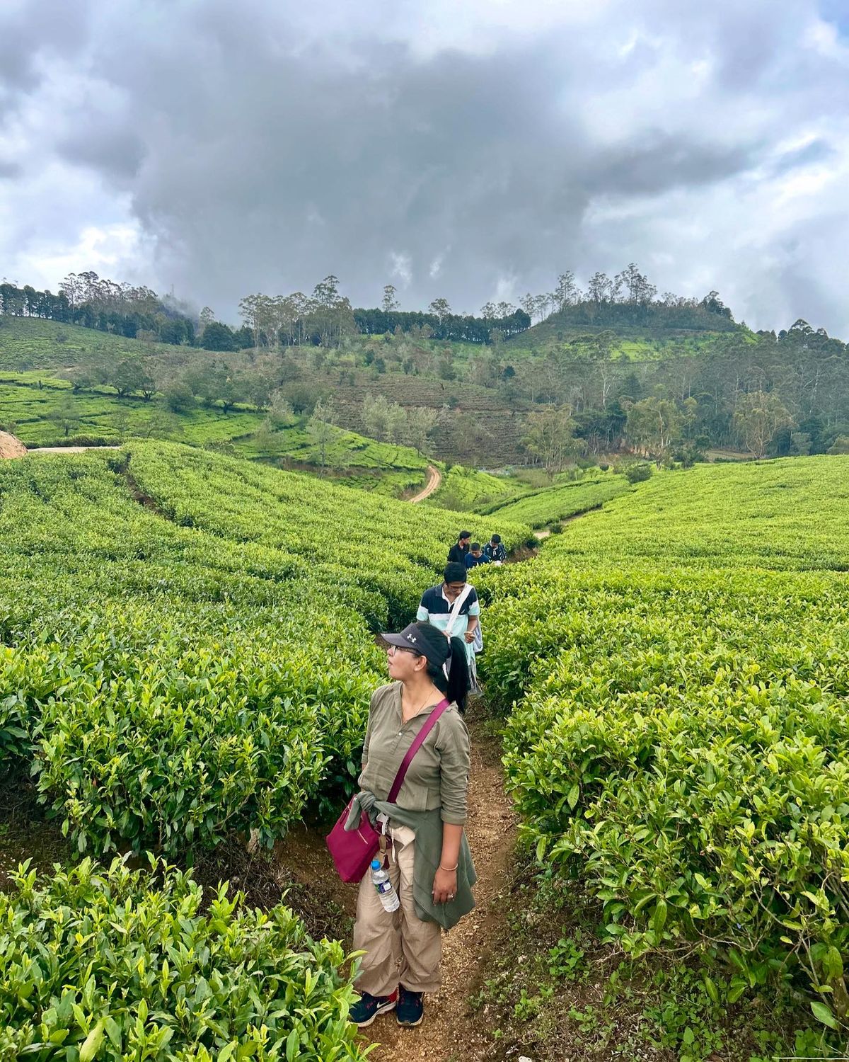 Tea estates